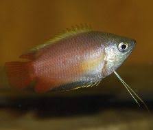 Sunset gourami is one of the hardy fish that is quite easy to care for and has very less needs even in the tank. Honey Gourami Trichogaster Chuna