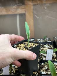 Image result for Habenaria insolita