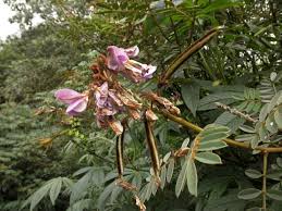 Image result for Tephrosia vogelii