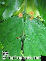 Image result for Salacia kraussii