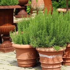Image result for rosemary container