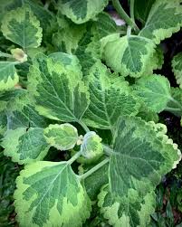 Image result for Coleus amboinicus