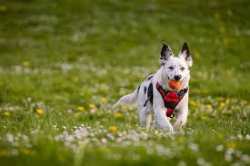 Here are some from nearby areas. Puppy Love Arrow Cathedral Park Portland Oregon Daily Dog Tag