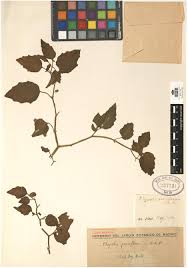 Image result for Physalis lagascae