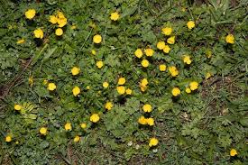 Image result for Ranunculus multifidus