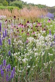Agastache Black Adder Eryngium Yuccifolium Echinacea Pallida Ornamental Grass Piet Oudolf Border Design Plants Prairie Garden Landscape Design