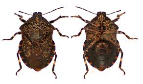 Image result for Rhipidoglossum burttii