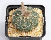Las semillas de cactus se dividen en tres familias (peireskioideae, opuntioideae y cereoideae). Semillas De Cactus Uhlig Kakteen Mas Que 5 000 Especies Diferentes