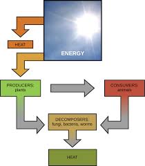 Photosynthesis is the process by which green plants use sunlight energy to make their own food. 6 1 Energy And Metabolism Biology Libretexts