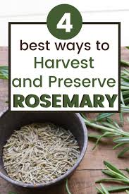 Protection pointers · food bags · plastic food wrap You Can Dry Your Own Fresh Rosemary Easily Fresh Rosemary How To Dry Rosemary Rosemary