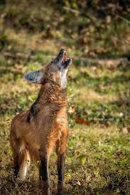Maned Wolf Roar Bark By Michelle Steinmeyer On 500px Maned Wolf Dog Barking Video Wolf