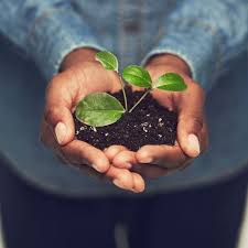 Pick 3 to 5 of your favorite vegetables and buy 3 to 5 plants of each one. Indoor Vegetable Garden Diy Indoor Garden