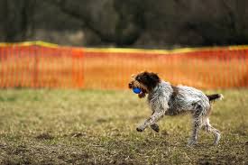 Image result for griffon korthalsův