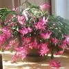 Christmas cactus is also known as thanksgiving cactus or easter cactus. 1