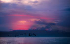 World's most beautiful sunset hd wallpapers at hdreso.com smartphone users can tap and. Pink Sunset Wallpapers Hd Desktop And Mobile Backgrounds