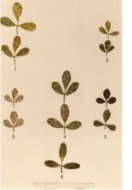 Image result for Trigonella anguina