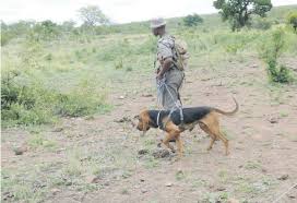 We did not find results for: Field Ranger Killed By Alleged Poachers In Kruger National Park Lnn Berea Mail