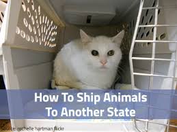 These freight costs range from an estimated $300 to $1200 and vary depending on the airlines. How To Ship Animals To Another State Pets Dogs Cats Birds
