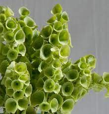Check spelling or type a new query. Pin On Gardening And House Plants