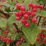 Image result for Psorospermum febrifugum