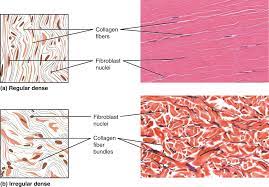 Part A Shows A Diagram Of Regular Dense Connective Tissue Alongside A Micrograph The Tissue Anatomy And Physiology Collagen Fibers Tissue Types