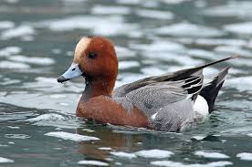 Bird That Sounds Like A Squeaky Toy Uk Birds Korea Bird News February 2009 Bird Bird Watchers Bird Photo