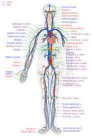 · to develop skills in exposing and identifying the major arteries and veins of the human body. Blood Vessel Wikipedia