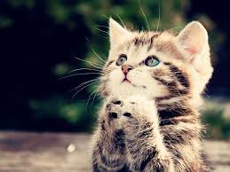 Three are black & white and two are all. 46 Free Kittens Wallpaper For Desktop On Wallpapersafari