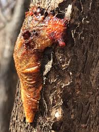 Maybe you would like to learn more about one of these? Diagnosing Trees With Oozing Sap Again