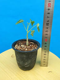 Image result for Corallocarpus triangularis