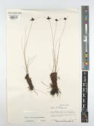 Image result for Pycreus muricatus