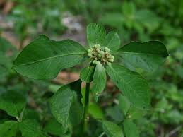 Image result for Euphorbia heterophylla