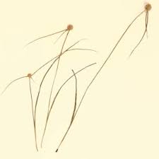 Image result for Kyllingiella microcephala