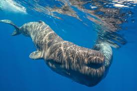 Image result for whale