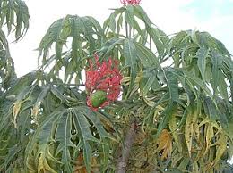 Image result for Jatropha botswanica