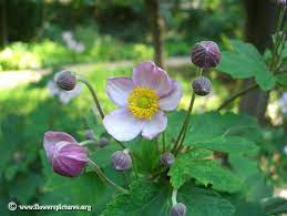 Anemone Flower Pictures Free Anemone Flower Photos Anemone Flower Pictures Anemone Flower Flower Pictures