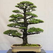 10 Rekomendasi Gaya Bonsai Paling Unik Dan Menarik Ini Cocok Dijadikan Dekorasi Untuk Mempercantik Rumah