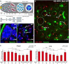 Image result for Meiosperma debile