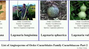 Image result for Momordica humilis