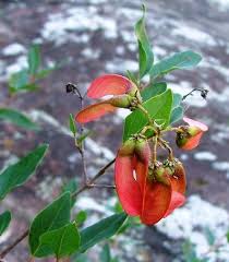 Image result for Heteropterys glabra