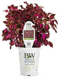 Image result for Coleus goetzenii