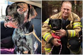 Forever friends great dane rescue, inc, indianapolis, indiana. Dog Severely Burned In House Fire Adopted By Firefighter Bring Me The News