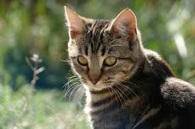 Although it can be a devastating diagnosis for owners to hear, liver cancer in cats isn't always fatal. Cat Liver Failure Symptoms Signs Canna Pet