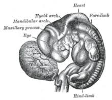 Maybe you would like to learn more about one of these? Embryogenese Mensch Wikipedia