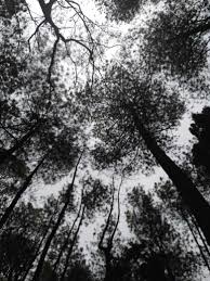 Unduh 910 koleksi background hutan kuning gratis. Pin Di Background