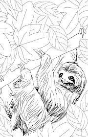 Coloring is a fun way to pass the time and is something that kids and adults can do together. Sloth Coloring Pages 100 Pictures Free Printable