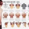 Musculoskeletal anatomy, kinesiology, and palpation for manual therapists. 1