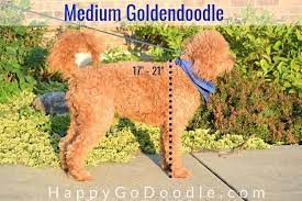 These are the product of a pure retriever which is bred with a pure poodle. The Medium Goldendoodle A Complete Guide To These Cute Doods Happy Go Doodle