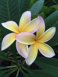 Mobile Uploads Giampietro Petiet Plumeria Flowers Planting Flowers Fragrant Flowers