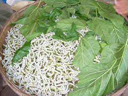How To Raise Silkworms Avian Aqua Miser